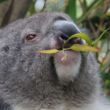 onze allereerste echte koala!! (had honger!!)