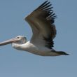 de peli is de Boeing 747 onder de birds...