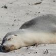 als je dit ziet, wil je toch slapen!! (Seal Bay)