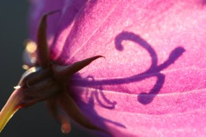 bloempie op balkon van ons oude huisje..hihi..
