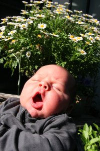 "Laaaaang sal ik leeeefuuu!